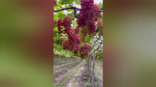 Grapes Fruits Farming technology