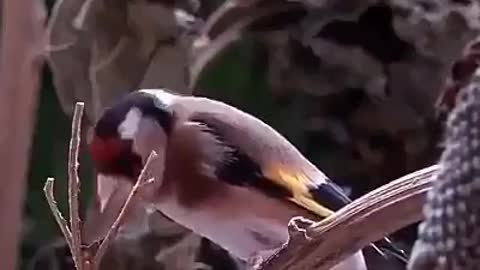 Oiseau 🐦🐦 oiseau