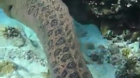 Giant eel swimming at sea reef
