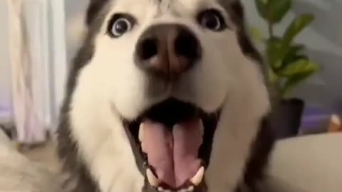 Husky are not normal animal. Funny husky video