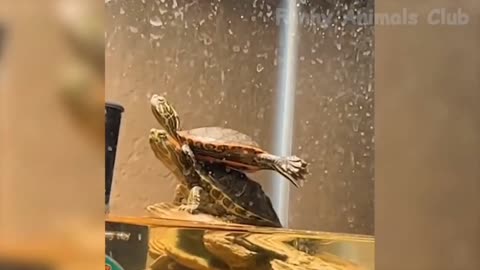 two turtles imitating movie style