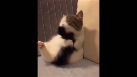 Funny Cats