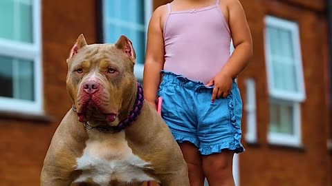 Cute Baby With Bully Dog