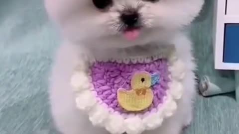 The funniest animals Funny videos about cats, dogs and other animals