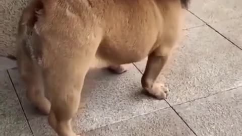 Funny Dog 🐕 (small lion)