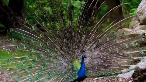 Cute Peacock Dance Video