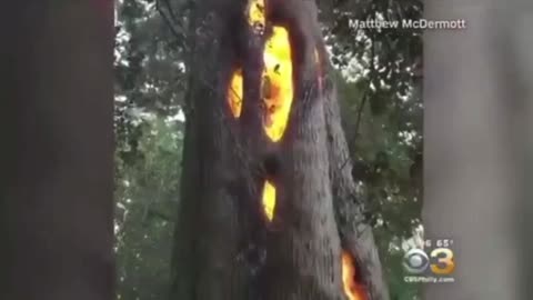 Come on...Trees Burn From The Inside-Out All The Time!