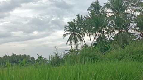 atmosphere in the rice fields