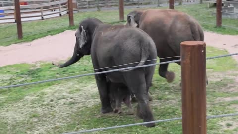 Adorable twin elephant babies born in Upstate NY