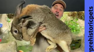 massive rabbit - giant rabbit scares snakes