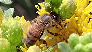 California Bees!
