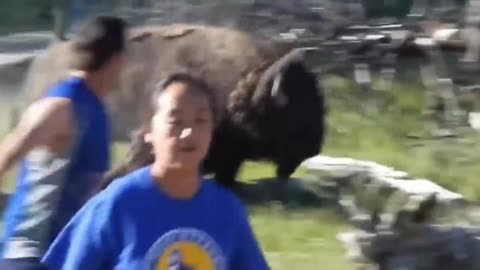 Bison Charges Tourists in Yellowstone