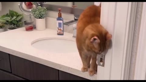 Funny cats 2023 funniest Cats animals