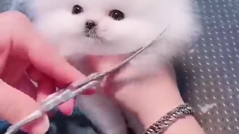 Cute puppy bathing looking very cute