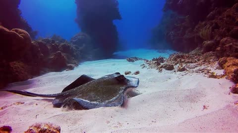 4K- The most beautiful coral reefs and undersea creature on earth