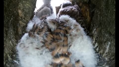 Foster kestrel chick settles in