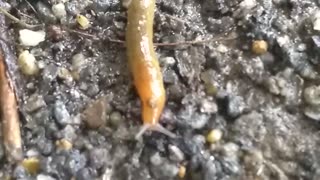 Slug