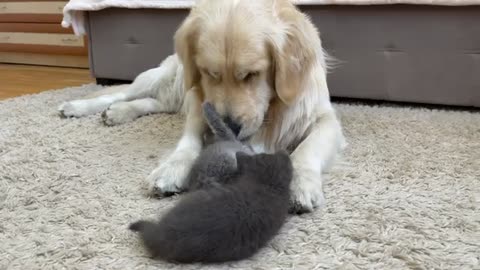 Golden Retriever | Cute | Funny Animal Video #JustforFun #Funny <3 #Cats&Dogs #Cat Video 36