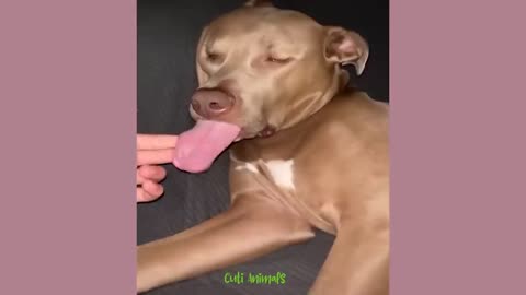 THE FUNNIEST DOG AND CAT VIDEO