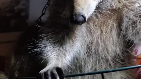 Rescue Racoon Squish Enjoys a Swing