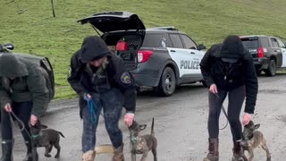 Police Puppy Dog Training