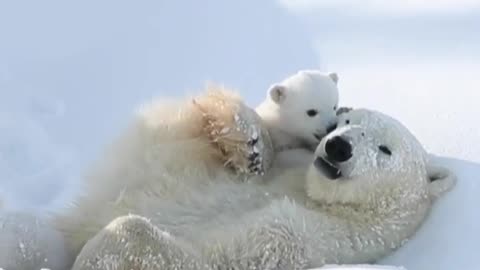 polar bear mother playing with her cub🐻‍❄️🐻‍❄️