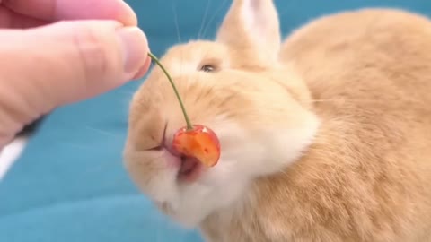 Bunny who can't eat cherries