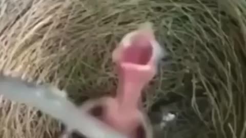 Screaming baby bird