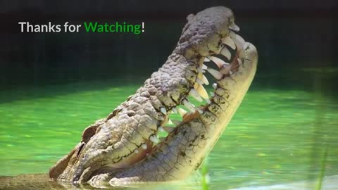 Orinoco Crocodile Description, Characteristics and Facts!