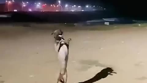 Dancing Dog