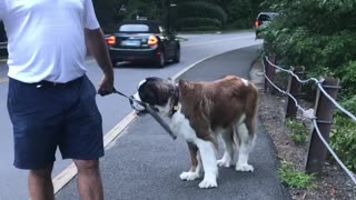 Giant dog refuses to walk!