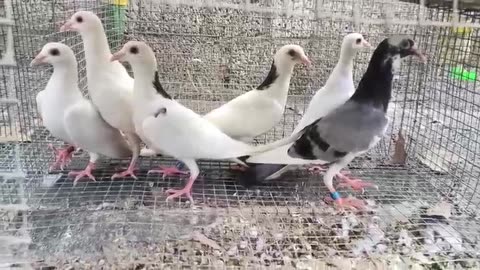 Beautiful pigeon breeder pair best flying