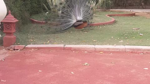 Peacock magnificent tails display