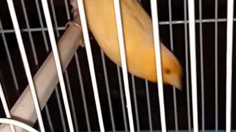 Canary bird eat a whole plastic banana