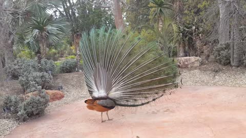 Great Peacock Dance Display