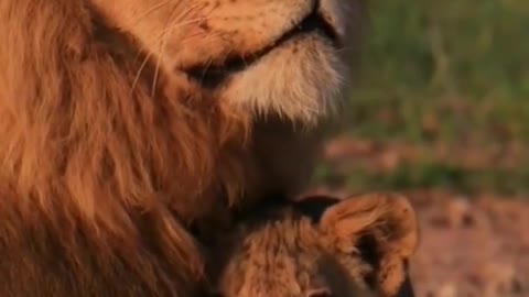 Love lion from old father