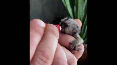 Cute Baby Animals Videos #3