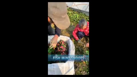 Fish Mint sprouts farming #farming
