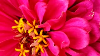 Pink Zinnia Flower