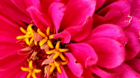 Pink Zinnia Flower