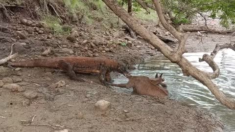 [NEW] Full video komodo dragon catch deer alive