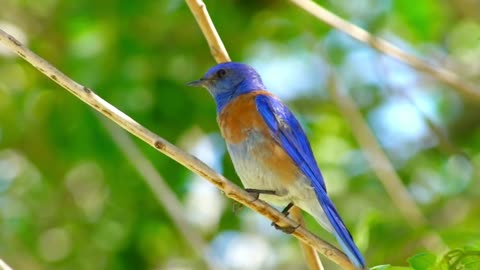 beautiful bird in nature