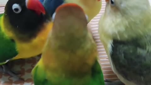Parrot 🦜 meeting 🤣 very 😝 nice 🤗 meeting