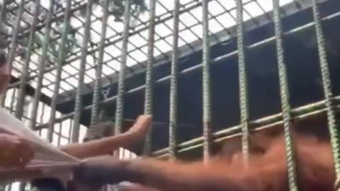 Funny Orangutan Attack