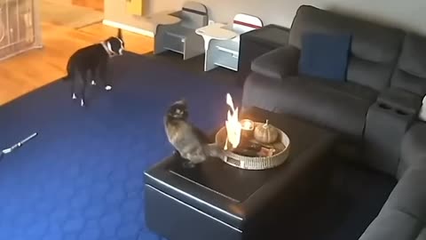 CAT ON A 🔥 FIRE HELP IN A DOGS 🐕 | DOG HELP A CAT FIRE