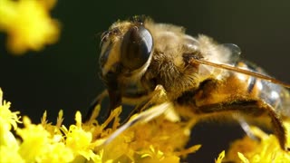 Bee and honey, two beautiful and good things God created for humans