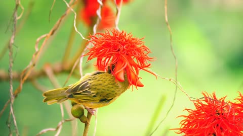 Belgian Canary