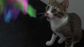 Adorable Kitten Is Panting Like a Dog