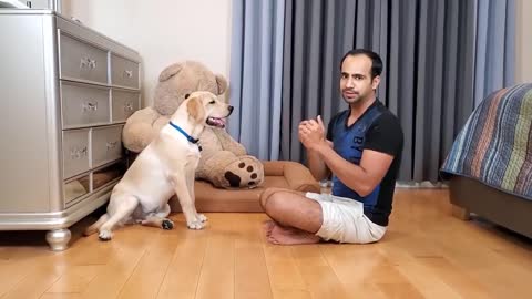 Learn how to train your Dog in Fun way As they are trained Salute/Namaste at your Home at Home .