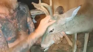 Deer, buck healed after 15 months